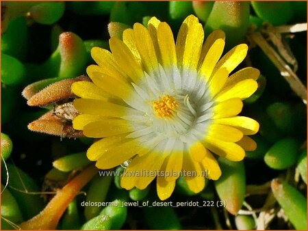 Delosperma &#39;Jewel of Desert Peridot&#39;