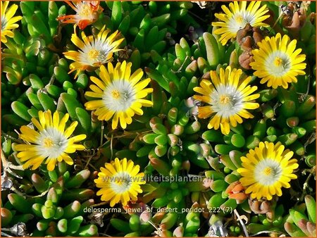 Delosperma &#39;Jewel of Desert Peridot&#39;