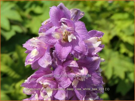 Delphinium &#39;Magic Fountains Deep Rose White Bee&#39;