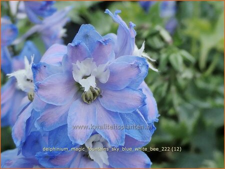Delphinium &#39;Magic Fountains Sky Blue White Bee&#39;