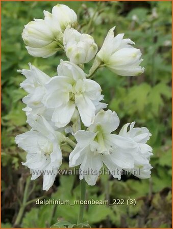 Delphinium &#39;Moonbeam&#39; (pot 11 cm)