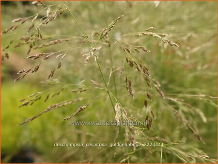 Deschampsia cespitosa &#39;Goldgehänge&#39;