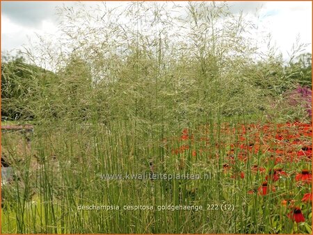 Deschampsia cespitosa &#39;Goldgehänge&#39;