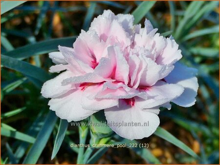 Dianthus &#39;Cranmere Pool&#39;