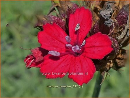 Dianthus cruentus