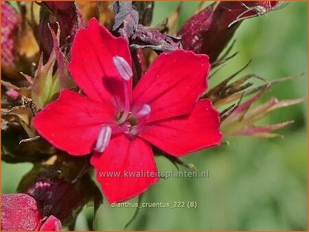 Dianthus cruentus