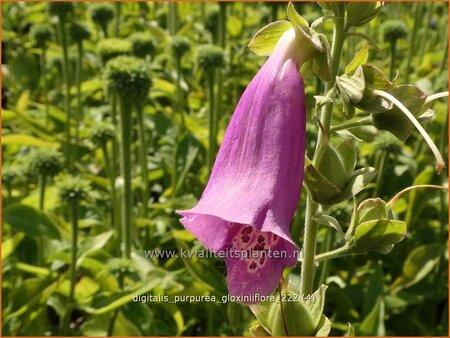 Digitalis purpurea &#39;Gloxiniiflora&#39;