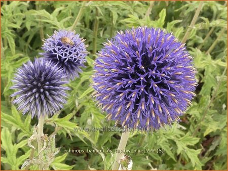 Echinops bannaticus &#39;Taplow Blue&#39;