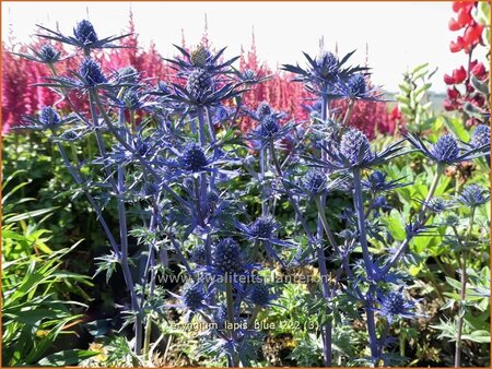 Eryngium 'Lapis Blue'