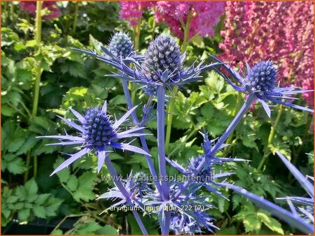 Eryngium 'Lapis Blue'