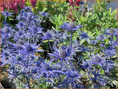 Eryngium 'Lapis Blue'