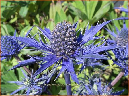 Eryngium 'Lapis Blue'