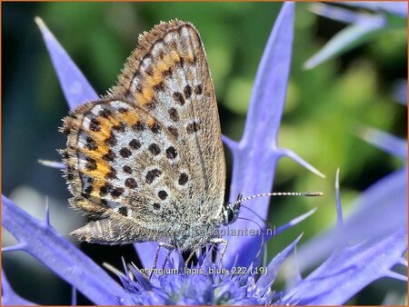 Eryngium 'Lapis Blue'
