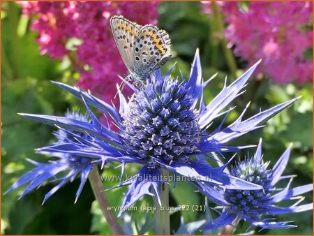 Eryngium 'Lapis Blue'
