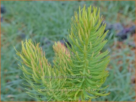 Euphorbia cyparissias &#39;Tall Boy&#39;