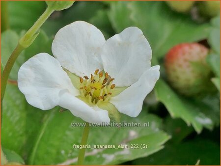 Fragaria ananassa &#39;Elan&#39;