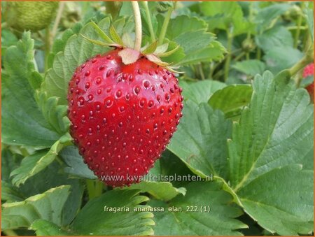 Fragaria ananassa &#39;Elan&#39;