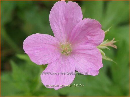 Geranium endressii