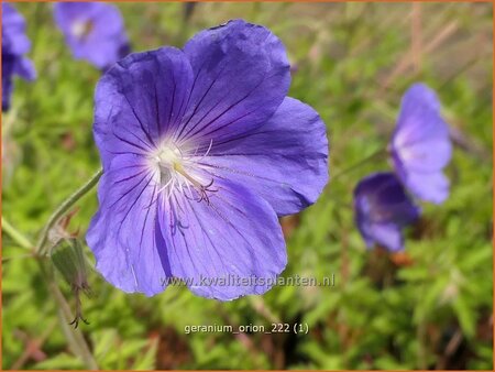 Geranium &#39;Orion&#39;