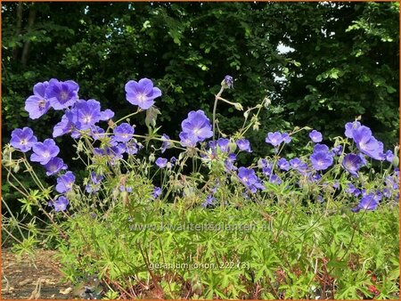 Geranium &#39;Orion&#39;