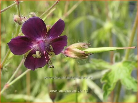 Geranium phaeum