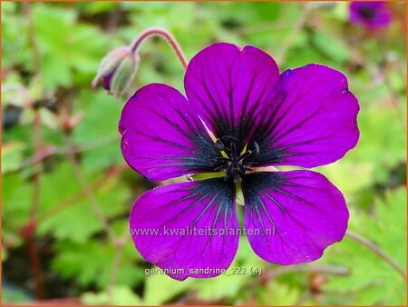 Geranium &#39;Sandrine&#39;