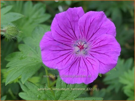 Geranium sanguineum &#39;Hannelore&#39;