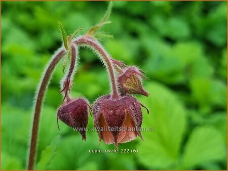 Geum rivale