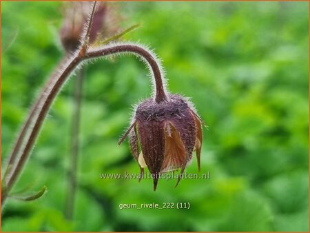 Geum rivale