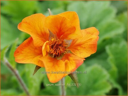 Geum &#39;Spanish Fly&#39;