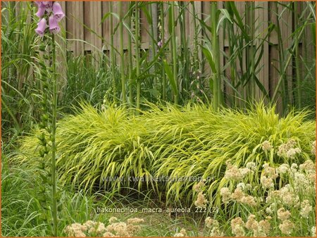 Hakonechloa macra &#39;Aureola&#39;