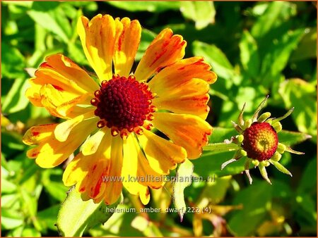 Helenium &#39;Amber Dwarf&#39;