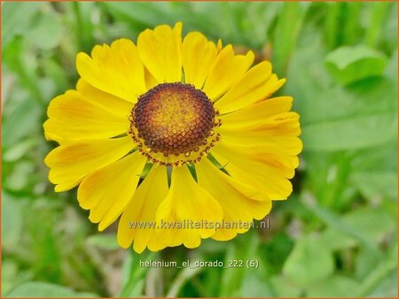 Helenium 'El Dorado'