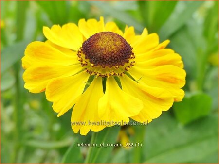 Helenium 'El Dorado'