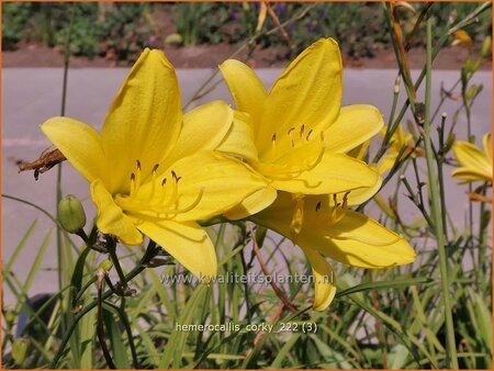 Hemerocallis &#39;Corky&#39;