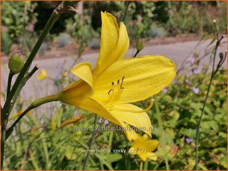 Hemerocallis &#39;Corky&#39;