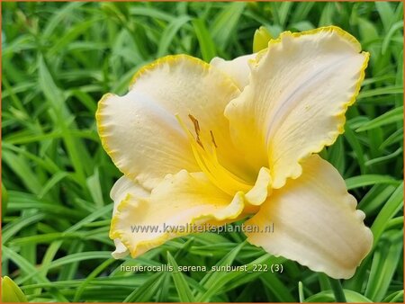 Hemerocallis &#39;Serena Sunburst&#39;