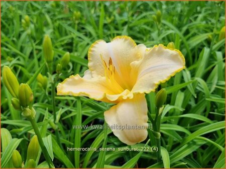 Hemerocallis &#39;Serena Sunburst&#39;