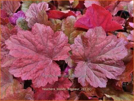 Heuchera &#39;Bloody Dinosaur&#39;