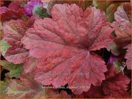 Heuchera &#39;Bloody Dinosaur&#39;