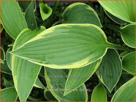 Hosta &#39;Aureomarginata&#39;