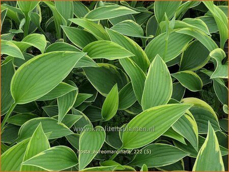 Hosta &#39;Aureomarginata&#39;