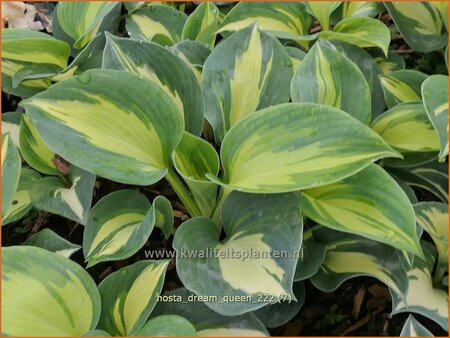 Hosta &#39;Dream Queen&#39;