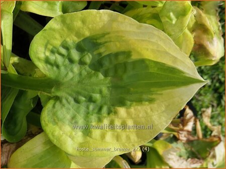 Hosta &#39;Summer Breeze&#39;