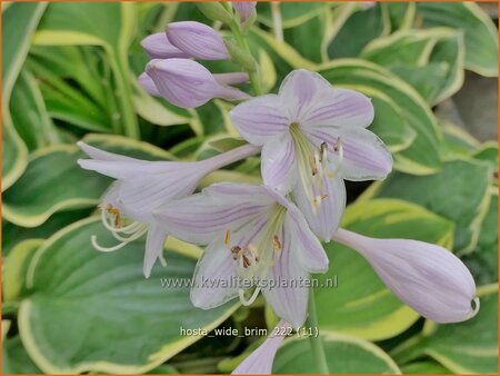 Hosta &#39;Wide Brim&#39;