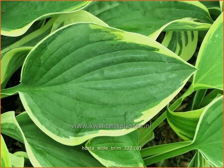 Hosta &#39;Wide Brim&#39;