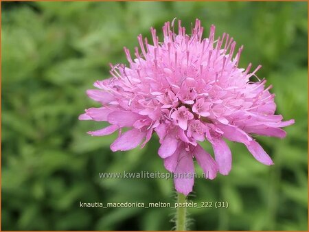 Knautia macedonica &#39;Melton Pastels&#39;