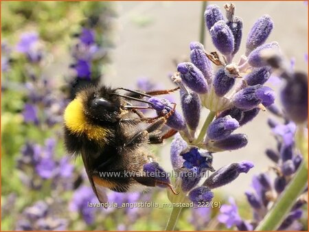 Lavandula angustifolia &#39;Munstead&#39;