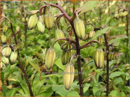 Lilium martagon &#39;Claude Shride&#39; (pot 11 cm)