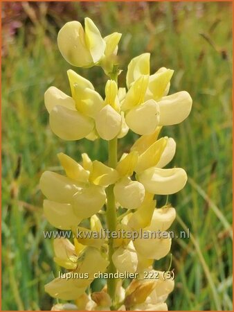 Lupinus 'Chandelier'